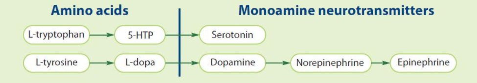 how amino acids promote synthesis of serotonin and catecholamines