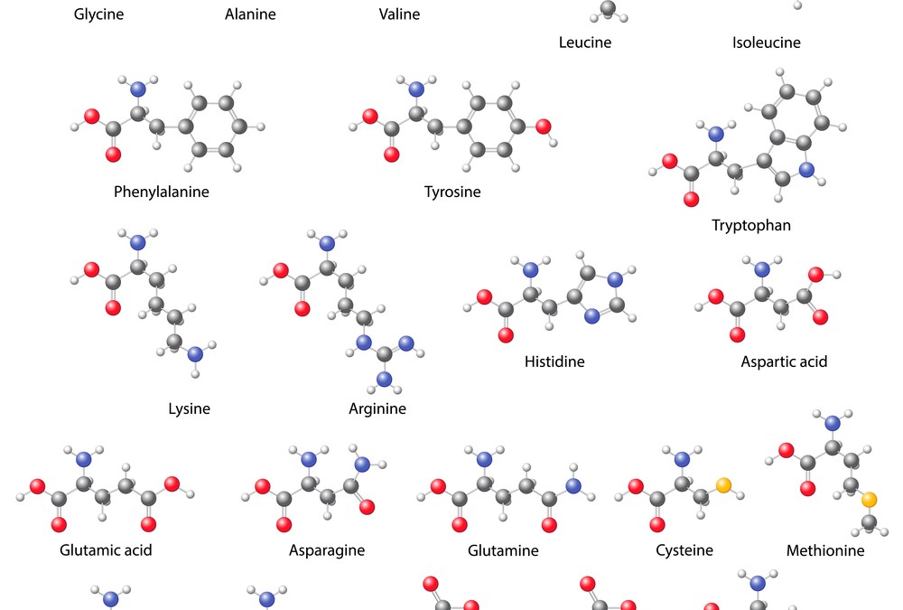 How to Increase Neurotransmitters in the Brain